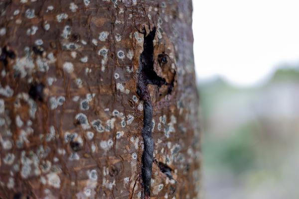 The Science of Nature: Dragon's Blood