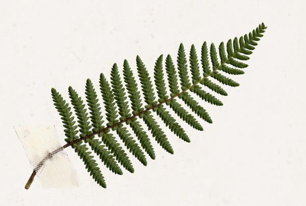 The Science of Nature - Ponga Fern - Cyathea cumingii